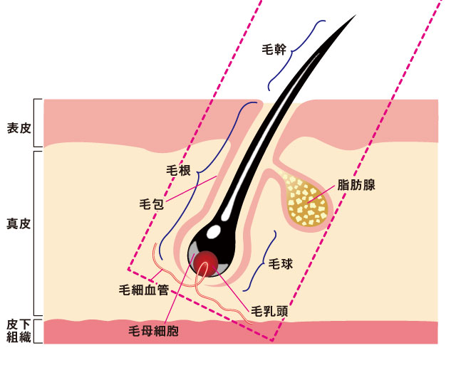 毛包・皮膚組織の断面図のイラスト